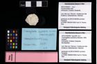 NHMW-GEO-2007z0149-0291_Ol_01.tifGoniodromitidae indet.  (NHMW-GEO-2007z0149-0291)